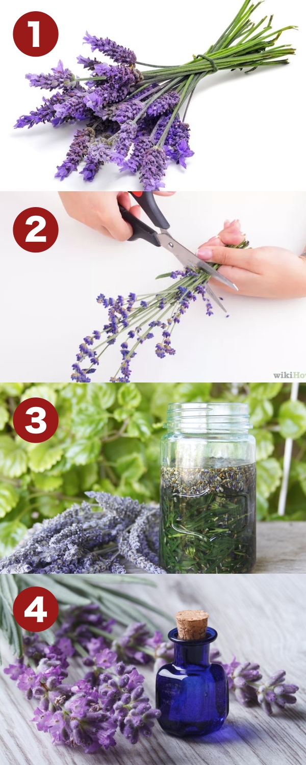 How to make Lavender Oil at Home